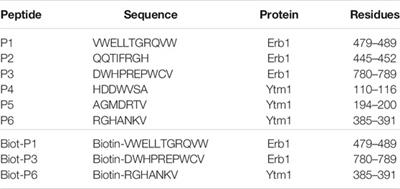 Peptides Targeting the Interaction Between Erb1 and Ytm1 Ribosome Assembly Factors